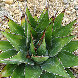 Agave, Mountain : buy Agave, Mountain / Agave montana
